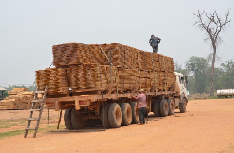Exportaciones forestales caen 66% y sector enfrenta la mayor crisis de su historia